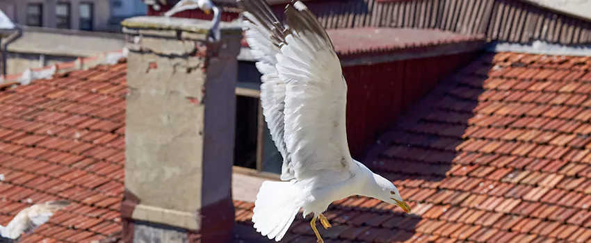 Residential Chimney Animal Removal Solution in Suwanee, GA